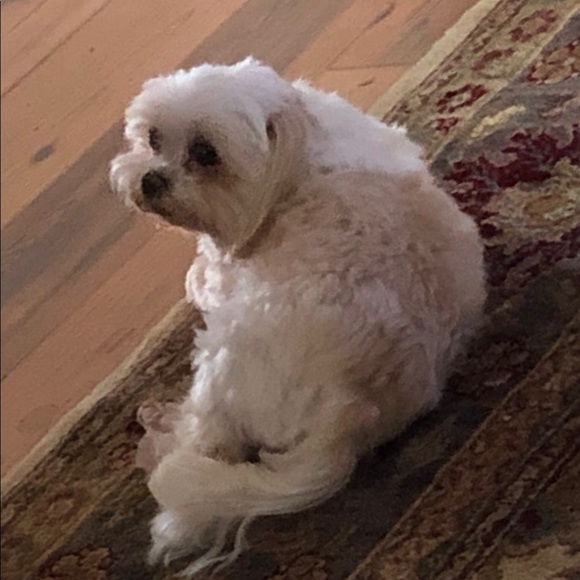 Meet your Posher, Mindy - Picture 2 of 2